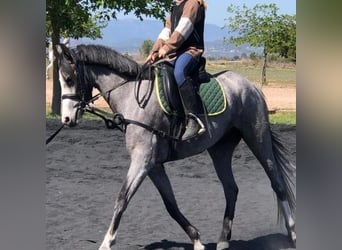 Plus de poneys/petits chevaux, Jument, 5 Ans, 151 cm, Gris