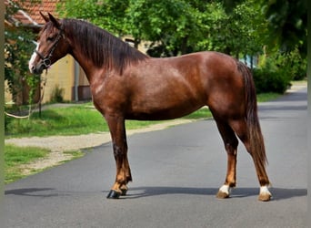 Plus de poneys/petits chevaux, Jument, 5 Ans, 152 cm, Alezan brûlé