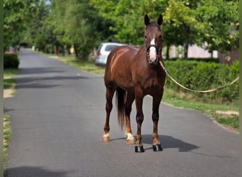 Plus de poneys/petits chevaux, Jument, 5 Ans, 152 cm, Alezan brûlé