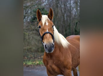 Plus de poneys/petits chevaux, Jument, 5 Ans, 152 cm, Alezan