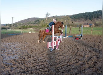 Plus de poneys/petits chevaux, Jument, 5 Ans, 153 cm, Alezan