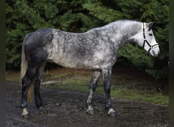 Plus de poneys/petits chevaux, Jument, 5 Ans, 155 cm, Gris pommelé