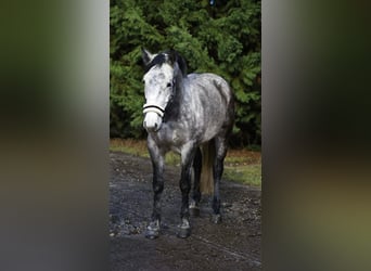 Plus de poneys/petits chevaux, Jument, 5 Ans, 155 cm, Gris pommelé