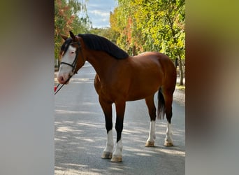 Plus de poneys/petits chevaux, Jument, 5 Ans, 157 cm, Bai