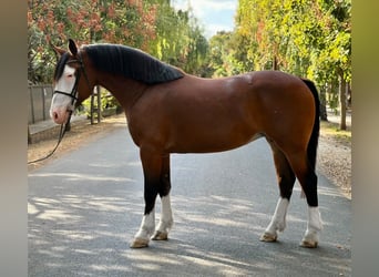 Plus de poneys/petits chevaux, Jument, 5 Ans, 157 cm, Bai