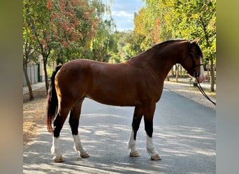 Plus de poneys/petits chevaux, Jument, 5 Ans, 157 cm, Bai