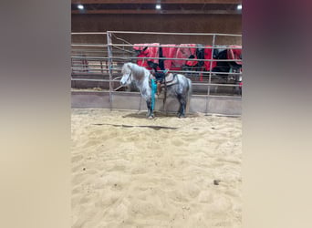 Plus de poneys/petits chevaux, Jument, 5 Ans, 97 cm, Gris