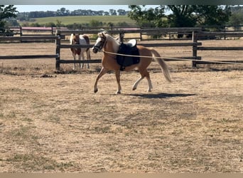 Plus de poneys/petits chevaux, Jument, 6 Ans, 115 cm, Palomino