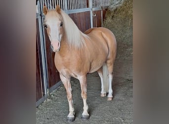 Plus de poneys/petits chevaux, Jument, 6 Ans, 115 cm, Palomino