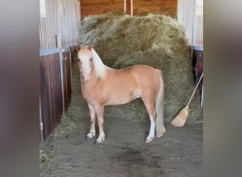 Plus de poneys/petits chevaux, Jument, 6 Ans, 115 cm, Palomino