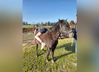 Plus de poneys/petits chevaux Croisé, Jument, 6 Ans, 126 cm