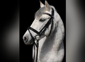 Plus de poneys/petits chevaux, Jument, 6 Ans, 130 cm, Gris