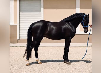 Plus de poneys/petits chevaux, Jument, 6 Ans, 137 cm, Noir
