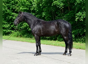 Plus de poneys/petits chevaux, Jument, 6 Ans, 142 cm, Noir
