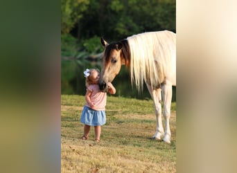 Plus de poneys/petits chevaux, Jument, 6 Ans, 142 cm, Pinto