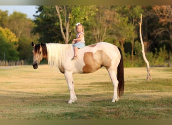 Plus de poneys/petits chevaux, Jument, 6 Ans, 142 cm, Pinto
