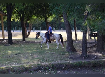 Plus de poneys/petits chevaux, Jument, 6 Ans, 142 cm, Pinto