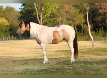 Plus de poneys/petits chevaux, Jument, 6 Ans, 142 cm, Pinto