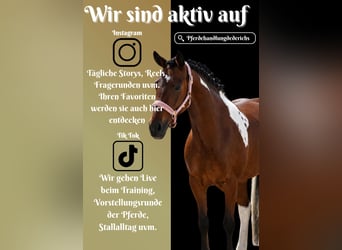 Plus de poneys/petits chevaux, Jument, 6 Ans, 146 cm, Pinto