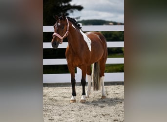 Plus de poneys/petits chevaux, Jument, 6 Ans, 146 cm, Pinto