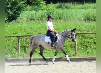Plus de poneys/petits chevaux, Jument, 6 Ans, 147 cm, Gris