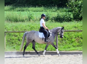 Plus de poneys/petits chevaux, Jument, 6 Ans, 147 cm, Gris