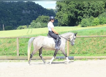 Plus de poneys/petits chevaux, Jument, 6 Ans, 147 cm, Gris
