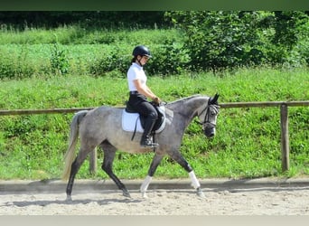 Plus de poneys/petits chevaux, Jument, 6 Ans, 147 cm, Gris