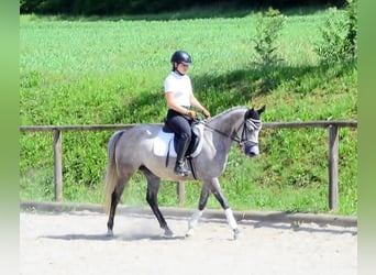 Plus de poneys/petits chevaux, Jument, 6 Ans, 147 cm, Gris