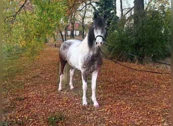 Plus de poneys/petits chevaux, Jument, 6 Ans, 147 cm, Pinto