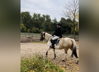 Plus de poneys/petits chevaux, Jument, 6 Ans, 147 cm, Pinto