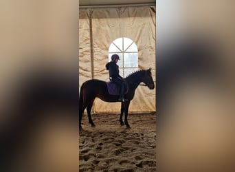 Plus de poneys/petits chevaux, Jument, 6 Ans, 149 cm, Bai