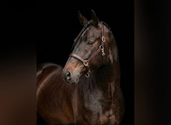 Plus de poneys/petits chevaux, Jument, 6 Ans, 149 cm, Bai