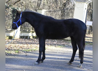 Plus de poneys/petits chevaux, Jument, 6 Ans, 149 cm, Noir