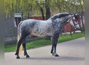 Plus de poneys/petits chevaux, Jument, 6 Ans, 150 cm, Gris pommelé