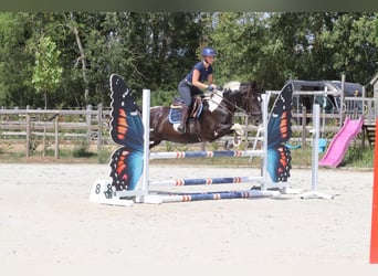 Plus de poneys/petits chevaux, Jument, 6 Ans, 150 cm, Pinto