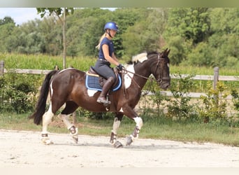 Plus de poneys/petits chevaux, Jument, 6 Ans, 150 cm, Pinto