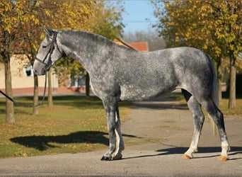 Plus de poneys/petits chevaux, Jument, 6 Ans, 152 cm, Gris pommelé