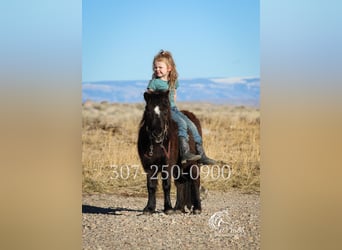 Plus de poneys/petits chevaux, Jument, 6 Ans, 69 cm, Noir