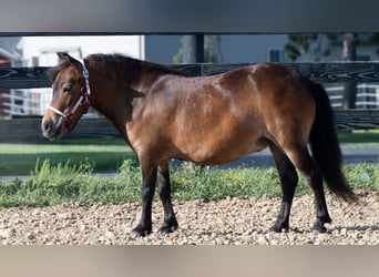 Plus de poneys/petits chevaux, Jument, 6 Ans, 84 cm, Bai cerise