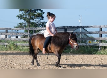 Plus de poneys/petits chevaux, Jument, 6 Ans, 84 cm, Bai cerise