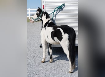 Plus de poneys/petits chevaux, Jument, 7 Ans, 117 cm, Pinto