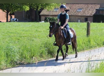 Plus de poneys/petits chevaux, Jument, 7 Ans, 121 cm, Bai