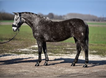 Plus de poneys/petits chevaux, Jument, 7 Ans, 140 cm, Gris