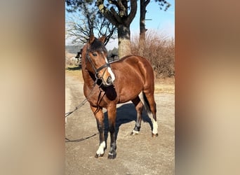 Plus de poneys/petits chevaux, Jument, 7 Ans, 142 cm, Bai