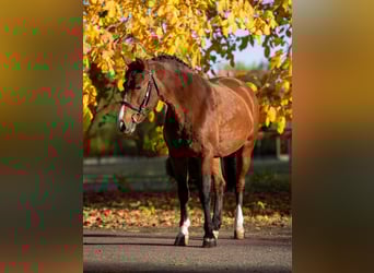 Plus de poneys/petits chevaux, Jument, 7 Ans, 144 cm, Bai