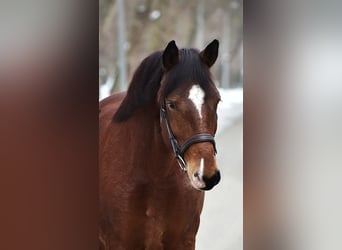 Plus de poneys/petits chevaux, Jument, 7 Ans, 145 cm, Bai