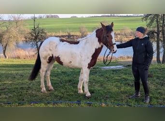 Plus de poneys/petits chevaux, Jument, 7 Ans, 146 cm, Pinto