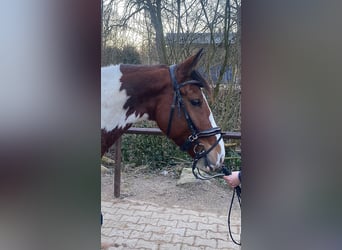 Plus de poneys/petits chevaux, Jument, 7 Ans, 146 cm, Pinto