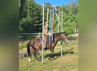 Plus de poneys/petits chevaux, Jument, 7 Ans, 147 cm, Bai brun